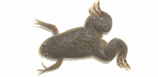 «Xenopus laevis»: the frog who laid the golden egg