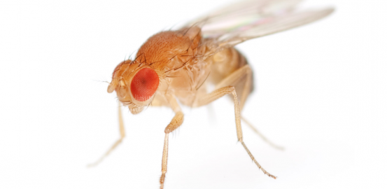 «Drosophila melanogaster»: la Ferrari de la génétique