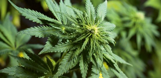Cannabis médical: en attente de libéralisation?