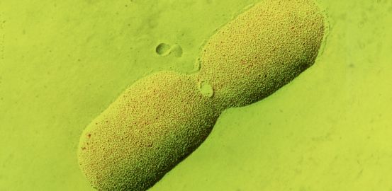 E. coli: la bactérie des prix Nobel