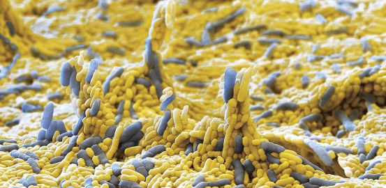 Microbes, our  100 trillion friends